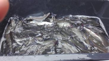 lipani1